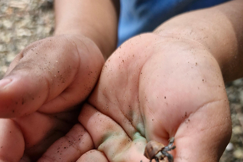 Puerto Jiménez, Safari a Carate observación de vida salvaje en 4*4