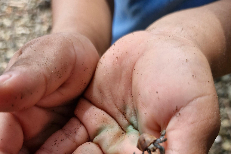 Puerto Jiménez, Safari a Carate observación de vida salvaje en 4*4