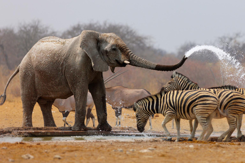 3 Días - Tarangire y Cráter del Ngorongoro