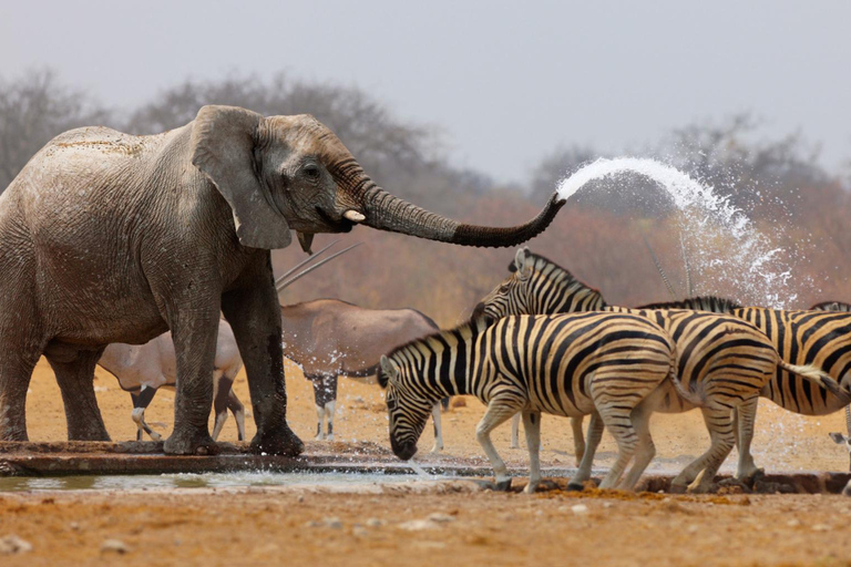 3 Días - Tarangire y Cráter del Ngorongoro