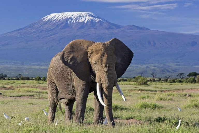 Dagsutflykt till Amboseli nationalparkDagstur till nationalparken Amboseli