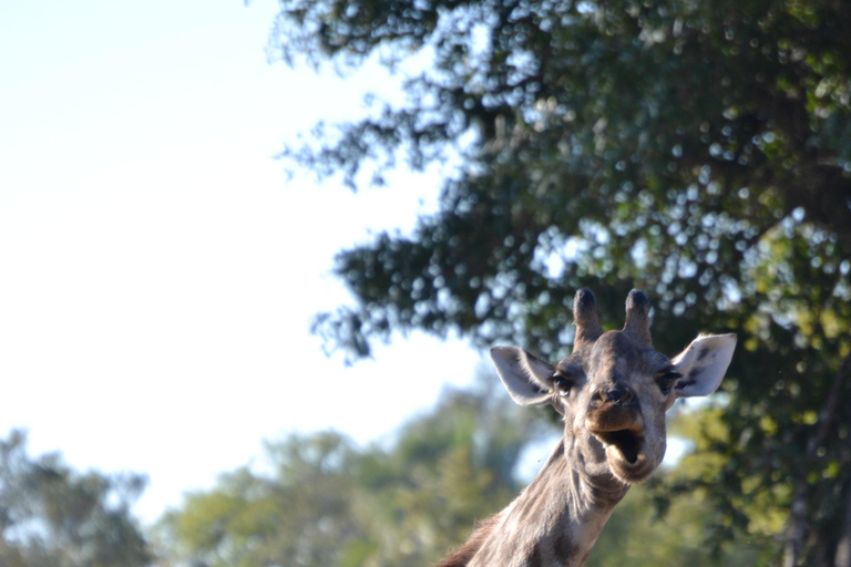 Livingstone: Recorridos de caza y paseo en rinoceronteLivingstone: Safari en el hermoso PN Mosi-Oa-Tunya