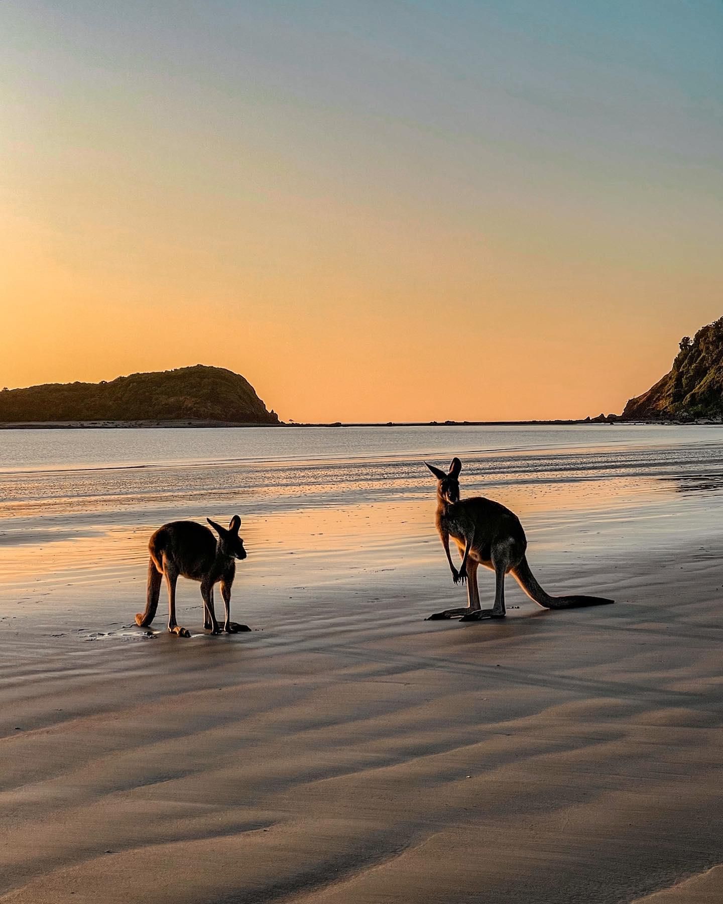 Wilde Kängurus am Strand bei Sonnenaufgang, ab Airlie Beach