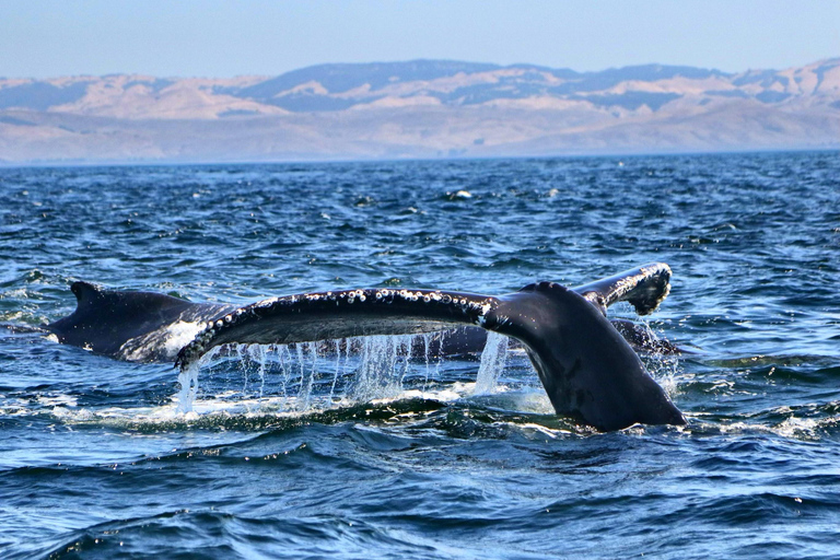 Morro Bay: Whale Watching with Lost Isle Adventures