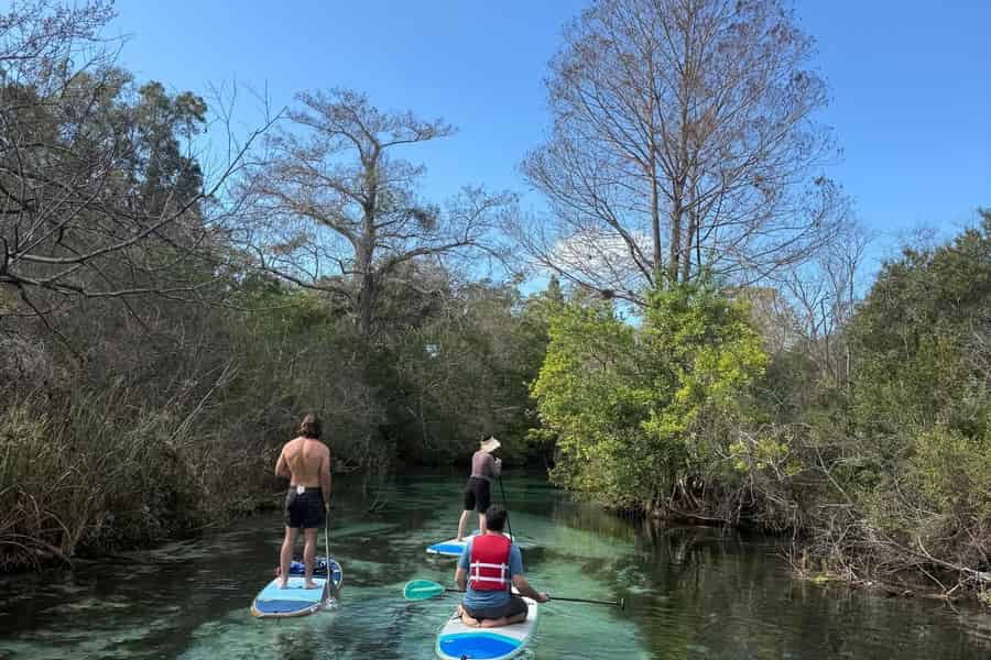 Sarasota: Paddleboard-Verleih am Schildkrötenstrand. Foto: GetYourGuide Sarasota: Paddleboard-Verleih am Schildkrötenstrand. Foto: GetYourGuide