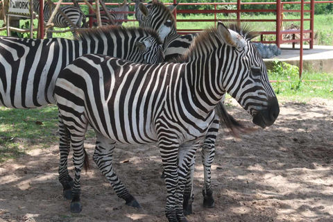 Coron ; Calauit Safari Black Island Déjeuner et transfert inclus