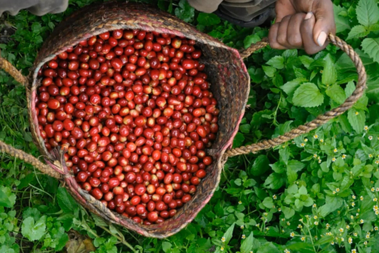 Addis Ababa: 9-Day Coffee Plantation Tour with Lodging