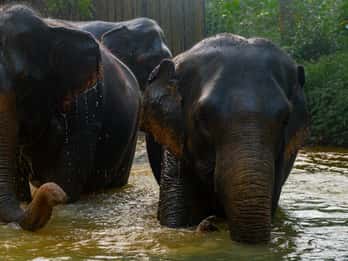 Khao Lak : Excursion écologique d'une heure dans le sanctuaire des éléphants avec navette