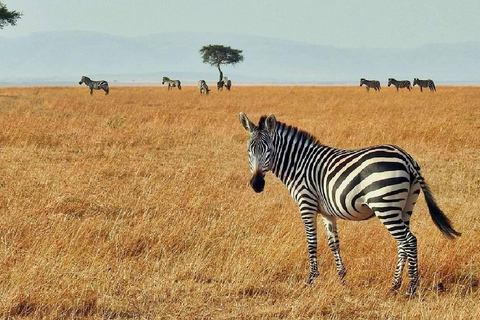 Excursão de um dia ao Parque Nacional Nakuru e ao Lago Naivasha