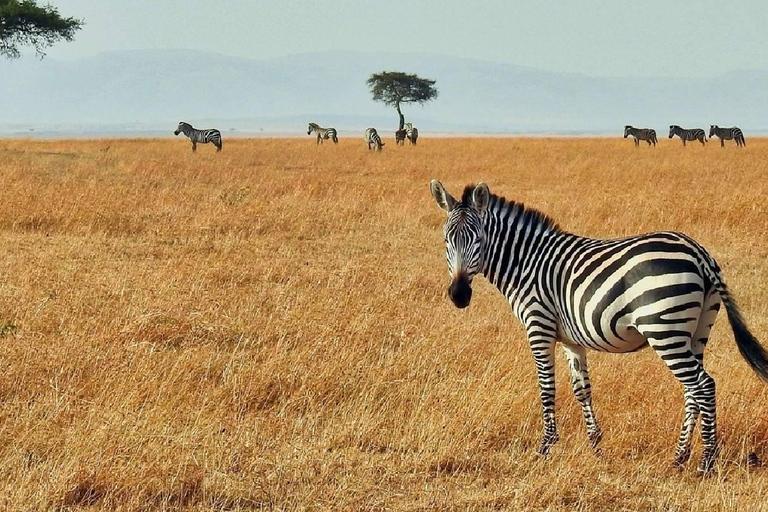 Excursão de um dia ao Parque Nacional Nakuru e ao Lago Naivasha