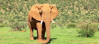 MAASAI MAGIC & NAKURU'S CHARMS, 4 jours Wilderness Safari - Housity