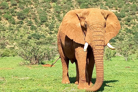 Magia Maasai y encantos de Nakuru: Safari salvaje de 4 días