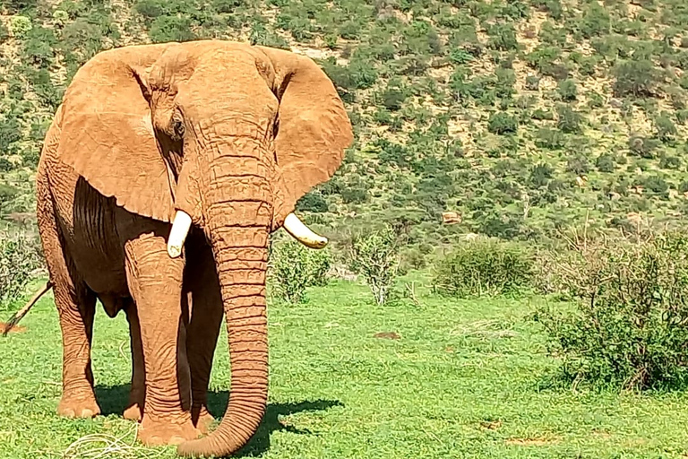 Magia Maasai y encantos de Nakuru: Safari salvaje de 4 días