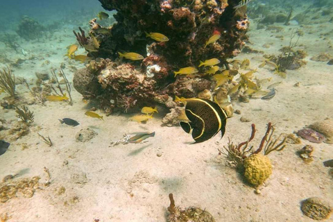Punta Cana : excursion privée de plongée avec tuba sur l&#039;île Catalina