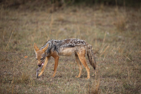 Demi-journée au parc national de Nairobi avec prise en charge gratuite