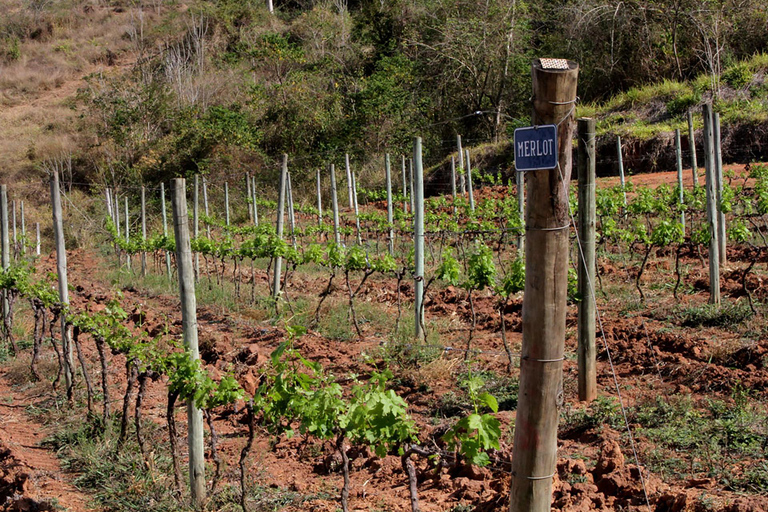 Rio de Janeiro: winery tour with wine tasting experience
