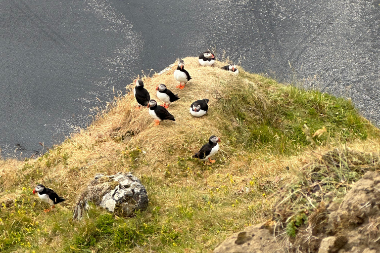 South Coast Private Tour, Waterfalls & Black Sand Beach Reykjavik: South Coast Private Tour with Waterfalls