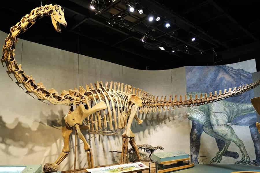 Denver: Ticket für das Museum für Natur und Wissenschaft & digitale Tour. Foto: GetYourGuide