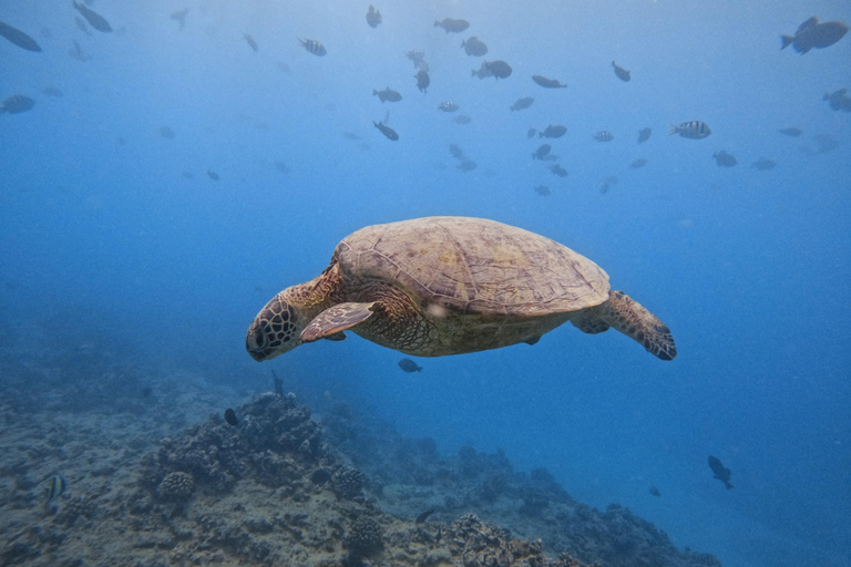 Waikiki : Visite en petit groupe du Turtle Canyon avec masque et tuba