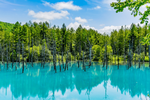 Escursione allo zoo di Asahiyama e allo stagno blu di Biei in Hokkaido
