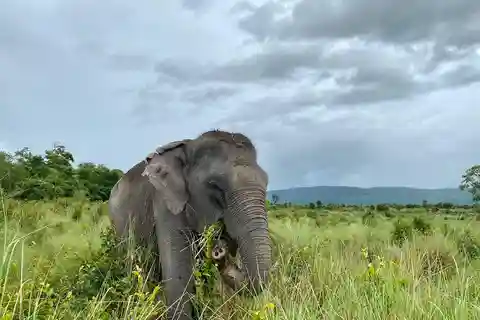 Siem Reap: Small Group Tour of Kulen Elephant Forest
