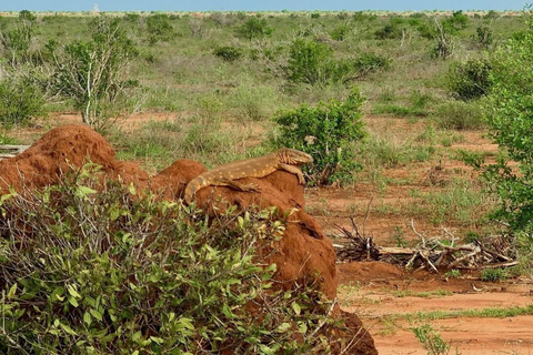 2-Day Tsavo East & Salt Lick Safari–Red Elephants & Treetop
