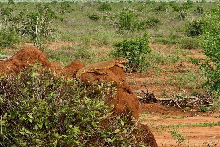 2-Day Tsavo East & Salt Lick Safari–Red Elephants & Treetop