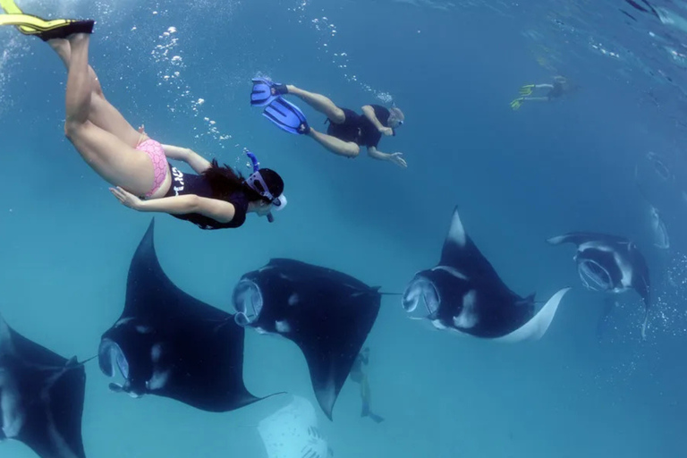 From Bali: Nusa Penida Snorkeling and Sightseeing Day Trip