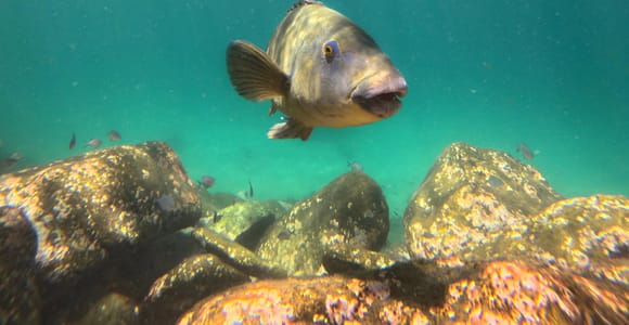Manly Beach Guided Snorkeling Tours