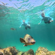 Manly Beach Guided Snorkeling Tours