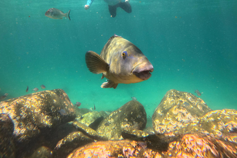 Manly Beach Guided Snorkeling Tours Open Group Tour