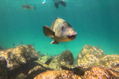 Manly Beach Guided Snorkeling Tours - Image 3