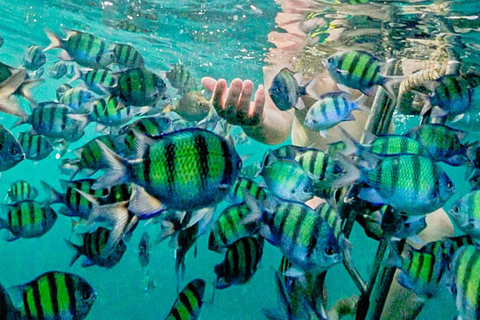 VIP Speedboat to Phi Phi, Maya & Bamboo Islands
