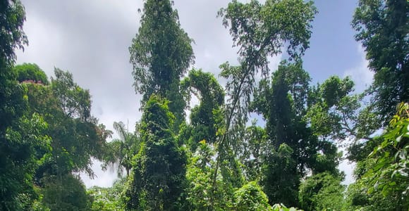 From San Juan: El Yunque Rainforest & Luquillo Beach Tour