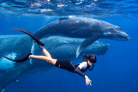 Mirissa: Dolphin Swim Blue Whale Snorkelling | All-Inclusive Mirissa: Blue Whale Snorkelling & Dolphin Swim All-Inclusive