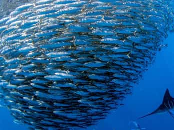 Moalboal Sardines Run Private Tour