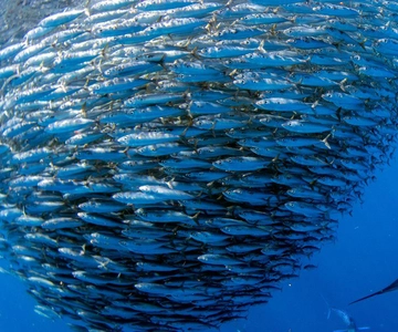 Moalboal Sardines Run Privat tur