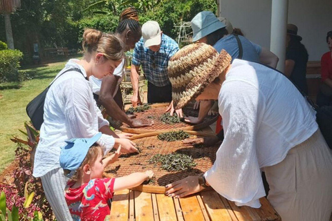 Taste the Rare: Kenya’s Purple Tea Discovery