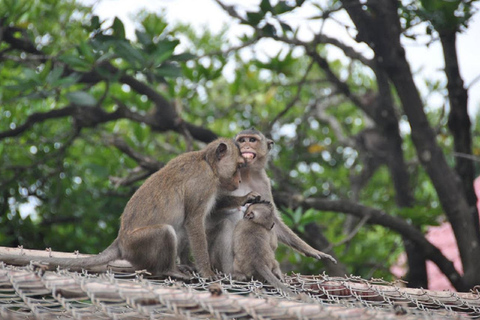 Monkey Island + Can Gio Mangrove Forest - Shared Tour Mangrove Forest