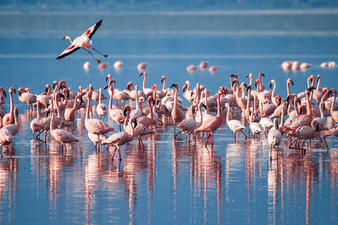 From Arusha: Lake Manyara National Park Day Trip with Lunch