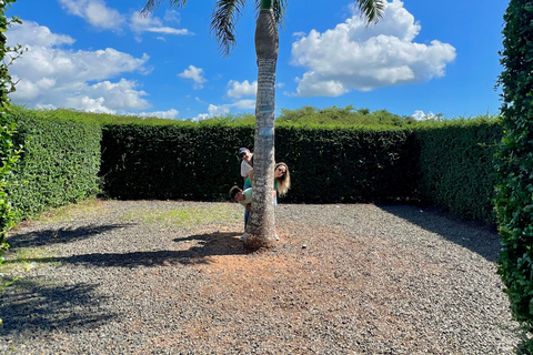 La Romana Half-Day Small Group Tour: Cave, Maze & Culture