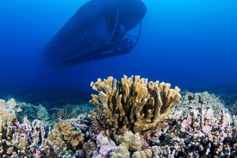 Desde Kona: aventura submarina submarina en Big Island