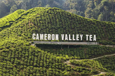 From Kuala Lumpur: Cameron Highlands Private Trip