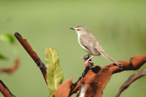 Observación de aves en Kochi