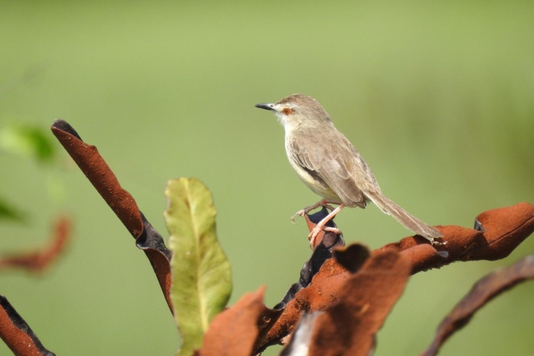 Obserwowanie ptaków w Kochi