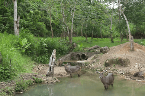 Cebu Safari: Experience Wildlife Up Close
