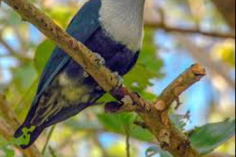 Cousin, Curieuse en St Pierre Islands, Seychellen.