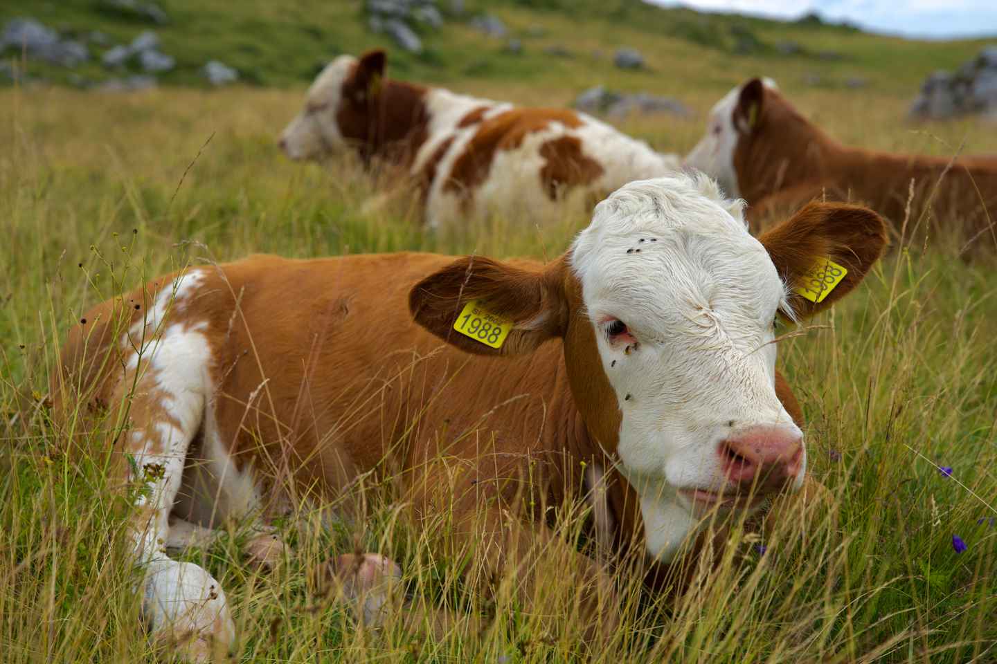 From Ljubljana: Velika Planina Tour with Meal & Photos