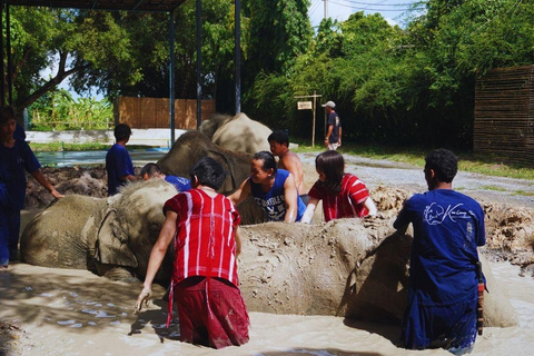 Bangkok Elephant Park: Meio dia de cuidados com elefantesHD Elephant Care com serviço de busca no hotel e traslado de ida e volta (particular)