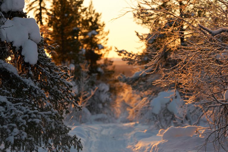 Nordreisa: guided snowshoe tour with a husky Guided snowshoe tour 2h with a husky & snack & campfire